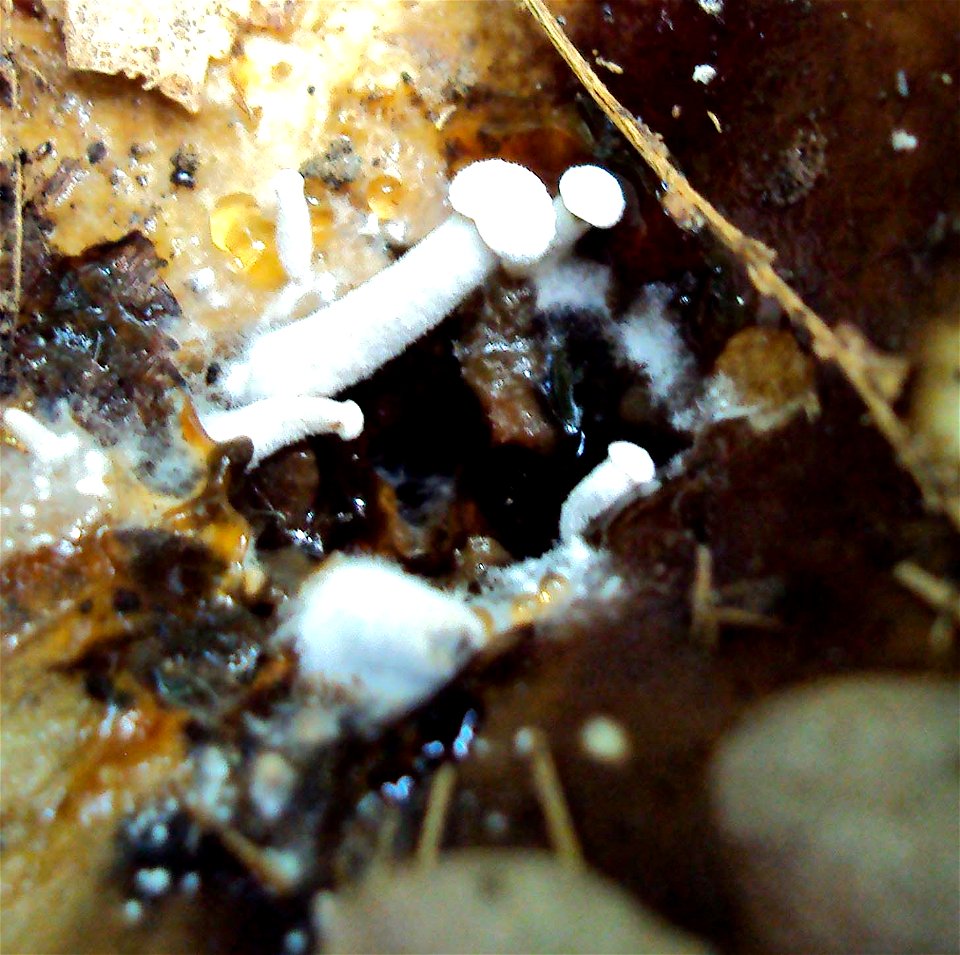 Houba cizopasící na holubince černající (Russula nigricans) z Podkomorských lesů, Česká republika, jižní Morava
