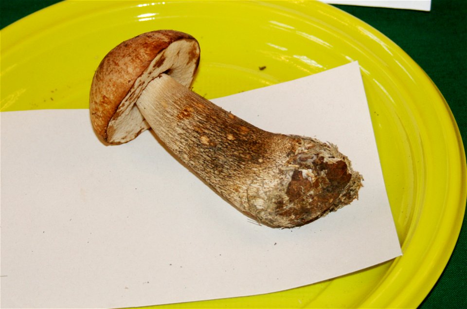 Leccinum nucatum on Prague international mushroom exhibition 2008, Czech Republic
