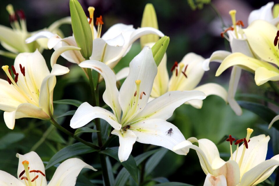 Nature plant garden
