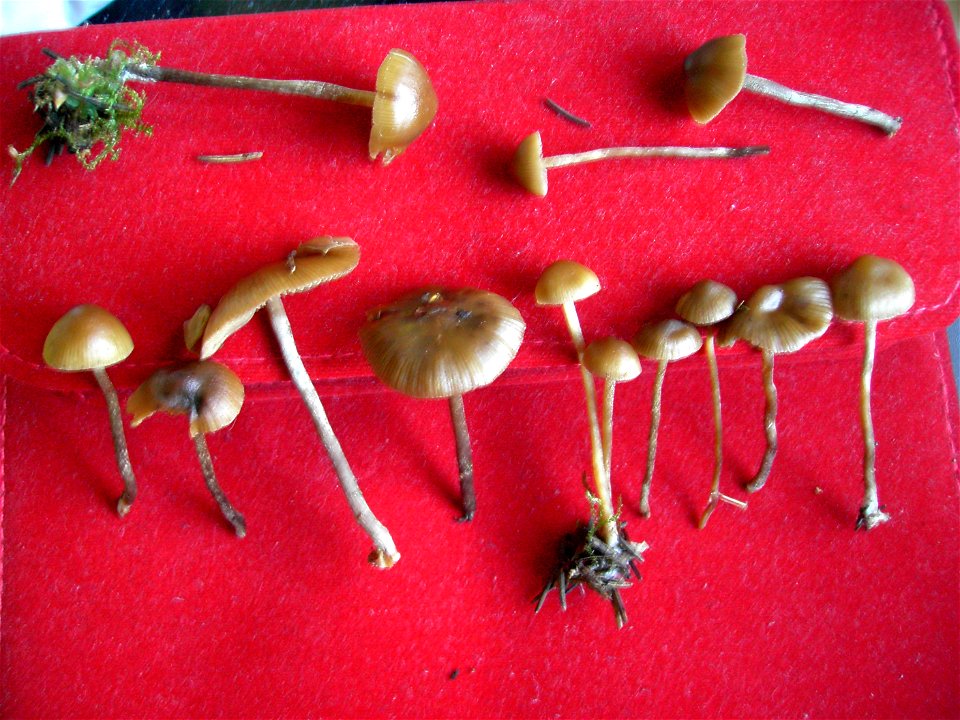 Psilocybe Silvatica anfang november