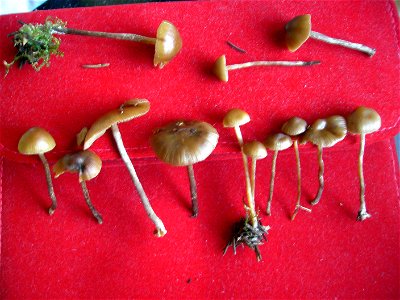 Psilocybe Silvatica anfang november
