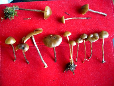 Psilocybe Silvatica anfang november photo