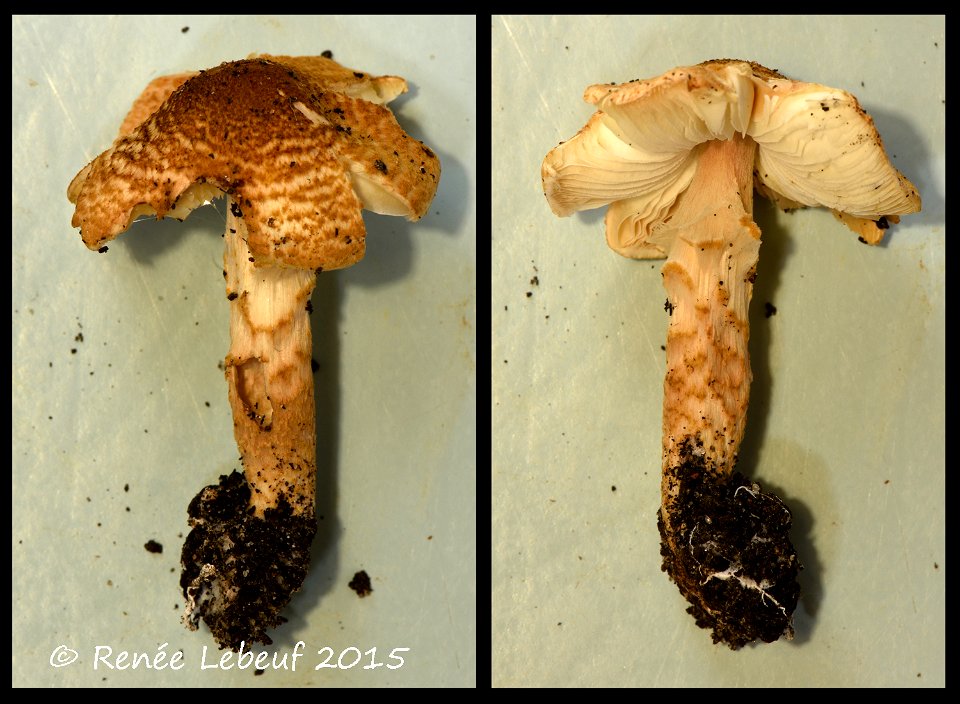 Lepiota helveola Bres., 1881 : photographed in Canada, Quebec, Montreal, Sainte-Anne-de-Bellevue, on the ground under Acer.
