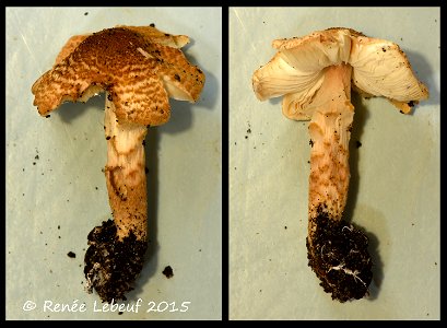 Lepiota helveola Bres., 1881 : photographed in Canada, Quebec, Montreal, Sainte-Anne-de-Bellevue, on the ground under Acer. photo