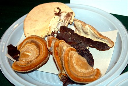 Trametes hirsuta on Prague international mushroom exhibition 2008, Czech Republic