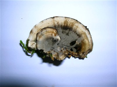 Trametes hirsuta - the Hairy Bracket from Eglinton Country Park, North Aysrhire, Scotland. photo