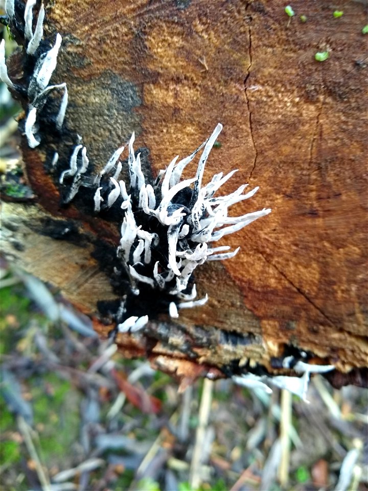Candlesnuff Fungus (Xylaria hypoxylon)