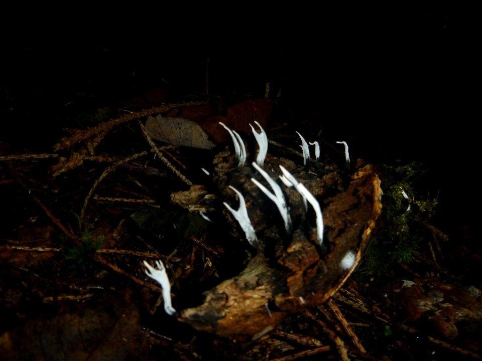 Candlesnuff Fungus (Xylaria hypoxylon)
