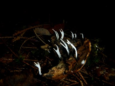 Candlesnuff Fungus (Xylaria hypoxylon)