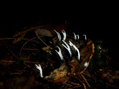 Candlesnuff Fungus (Xylaria hypoxylon) photo