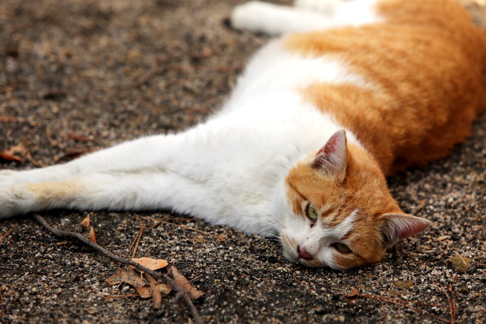Pet feline laying down