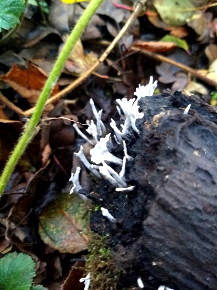 Candlesnuff Fungus (Xylaria hypoxylon)