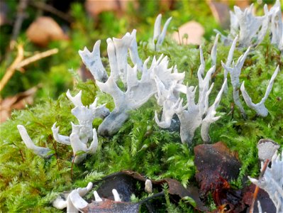 Candlesnuff Fungus (Xylaria hypoxylon)