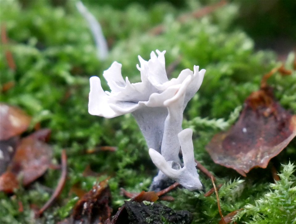 Candlesnuff Fungus (Xylaria hypoxylon)