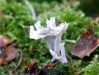 Candlesnuff Fungus (Xylaria hypoxylon)