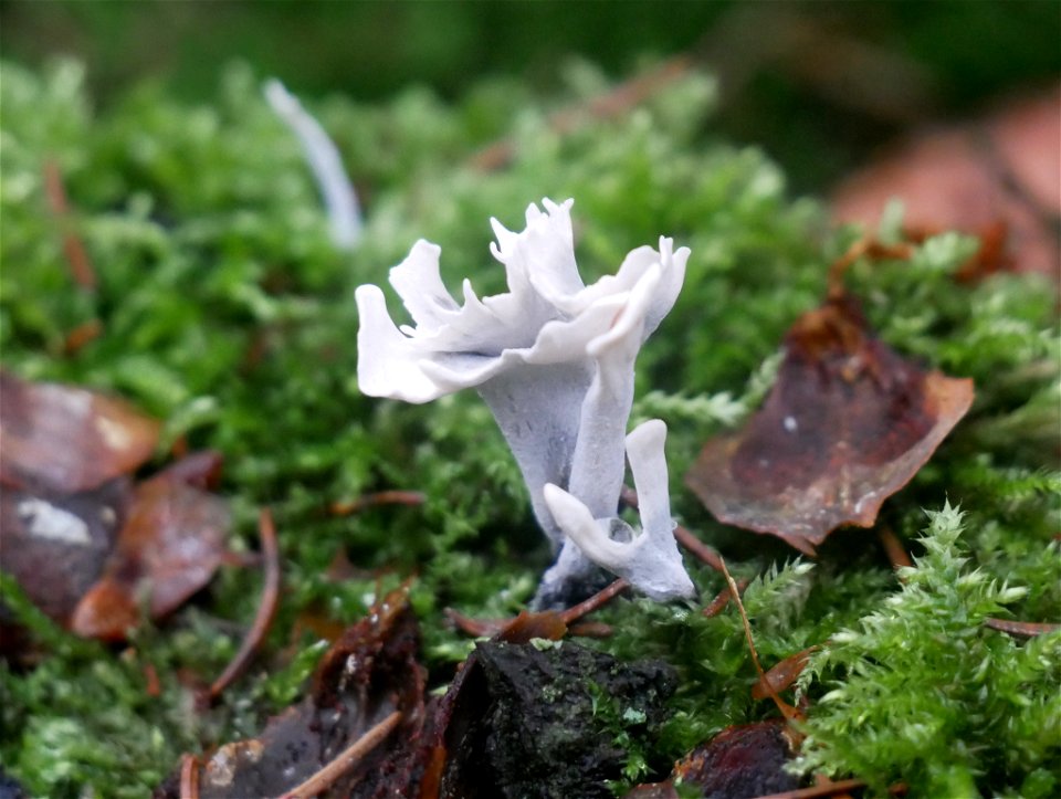 Candlesnuff Fungus (Xylaria hypoxylon)