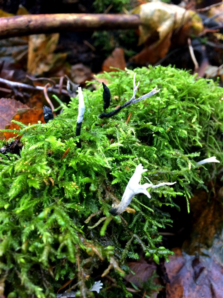 Candlesnuff Fungus (Xylaria hypoxylon)