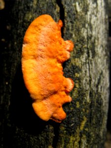 fungus photo