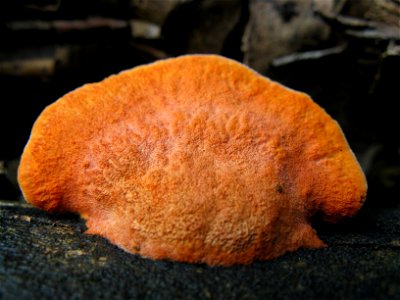 fungus photo