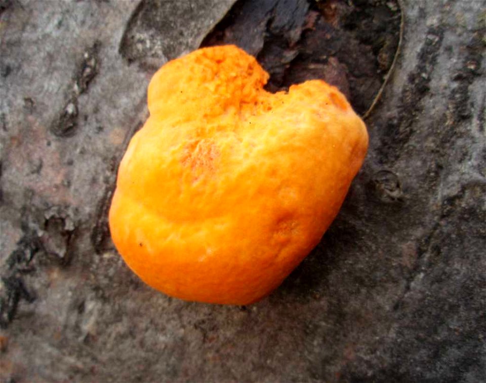Pycnoporus cinnabarinusČeština:  Outkovka rumělkováDeutsch:  Zinnoberrote Tramete, Zinnoberschwamm
