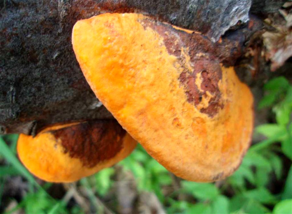 Pycnoporus cinnabarinusČeština:  Outkovka rumělkováDeutsch:  Zinnoberrote Tramete, Zinnoberschwamm