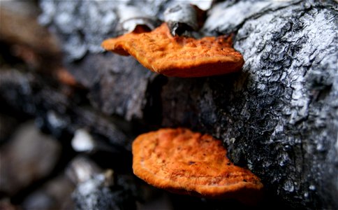 Pycnoporus cinnabarinus photo