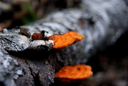 Pycnoporus cinnabarinus photo