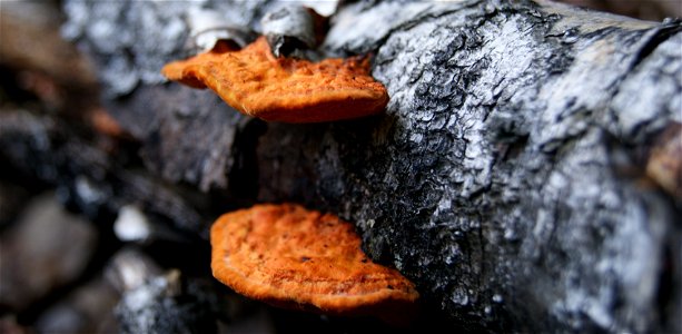 Pycnoporus cinnabarinus photo