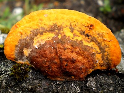 Pycnoporus cinnabarinus; Gelderland, the Netherlands photo