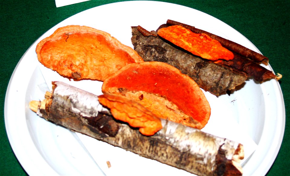 Pycnoporus cinnabarinus on Prague international mushroom exhibition 2008, Czech Republic