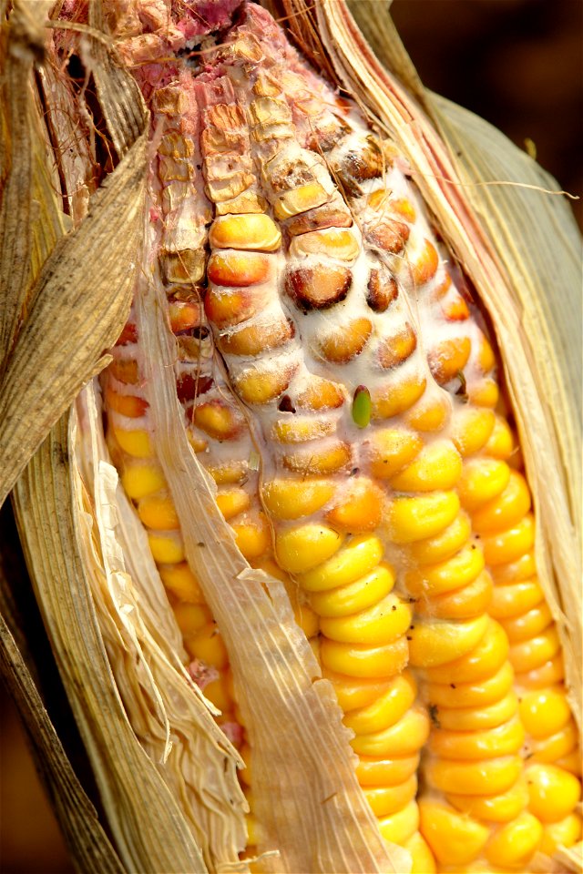 Gibberella ear rot (Gibberella zeae) on Corn (Zea mays) at Waimea, Hawaii.
