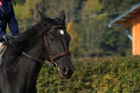 Mane thoroughbred drezůra