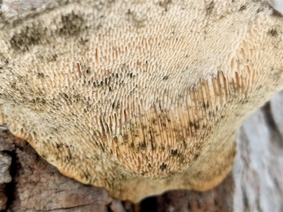 Lumpy Bracket (Trametes gibbosa) photo