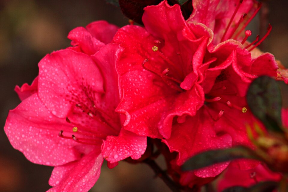 Flowers spring plants