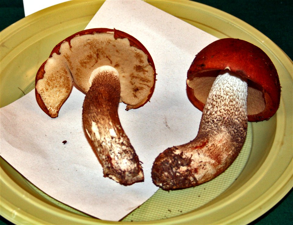 Leccinum vulpinum Leccinum vulpinum on Prague international mushroom exhibition 2008, Czech Republic