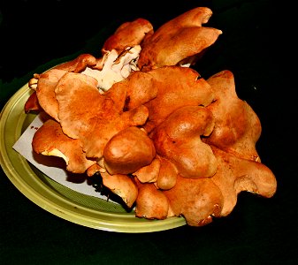 Albatrellus confluens on Prague international mushroom exhibition 2008, Czech Republic