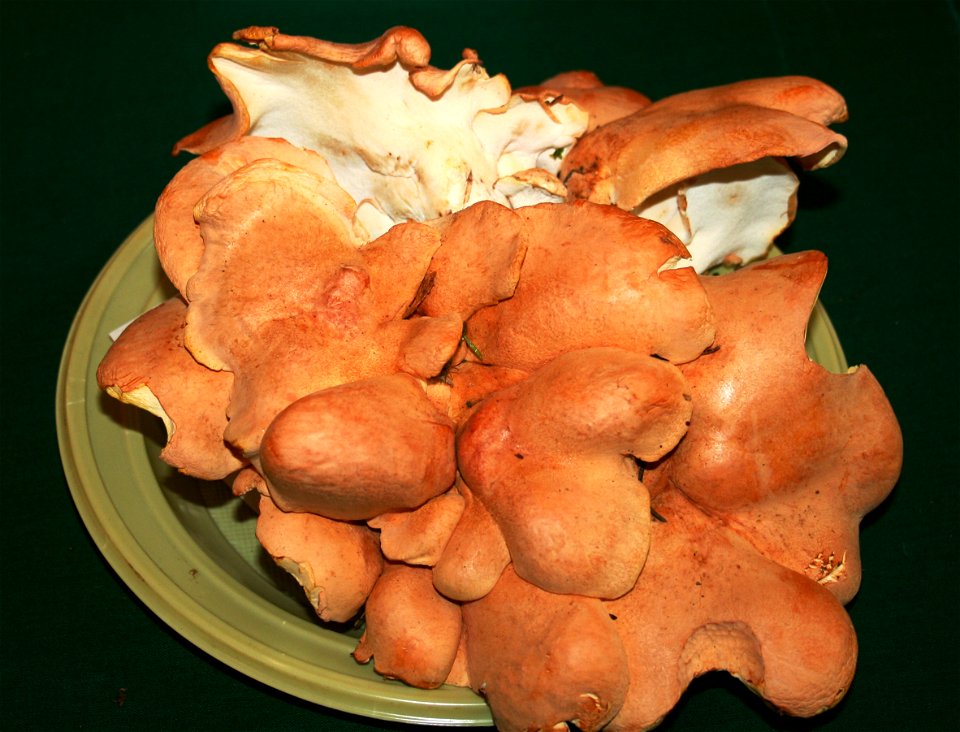 Albatrellus confluens on Prague international mushroom exhibition 2008, Czech Republic