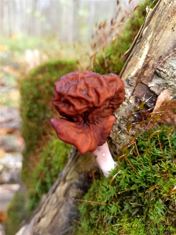 Saddle-shaped False Morel (Gyromitra infula)