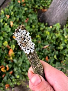 shield lichen (Parmelia sulcata)
