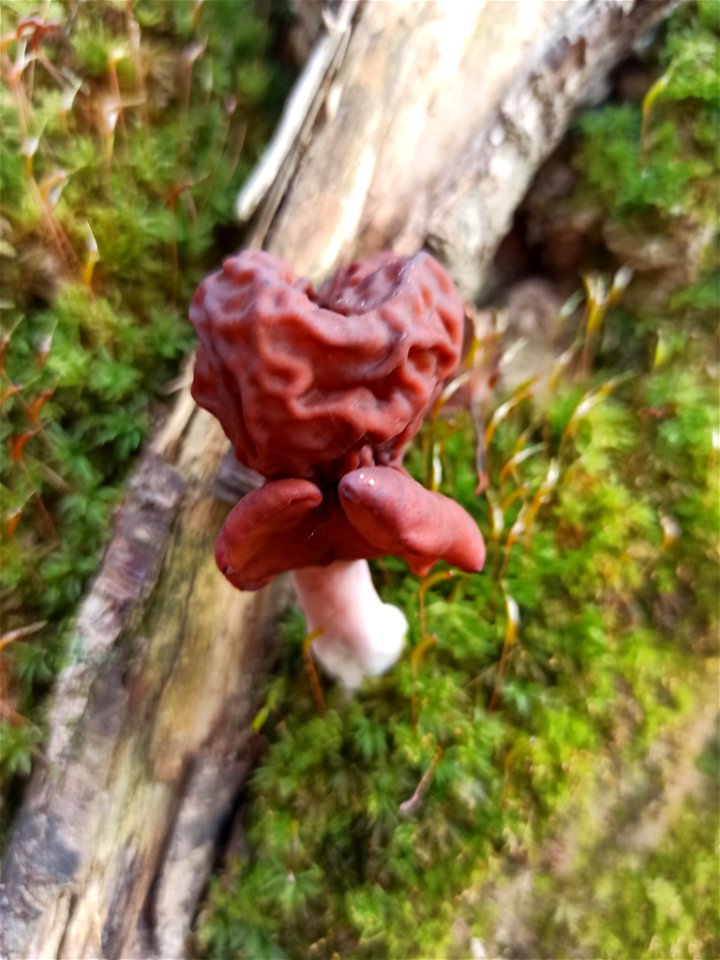 Saddle-shaped False Morel (Gyromitra infula)
