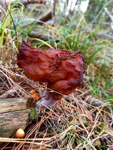 Saddle-shaped False Morel (Gyromitra infula) photo