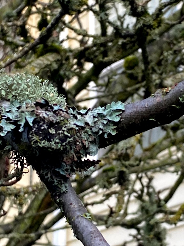 shield lichen (Parmelia sulcata)