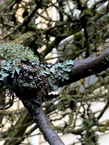 shield lichen (Parmelia sulcata) photo