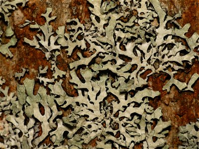 shield lichen (Parmelia sulcata) photo