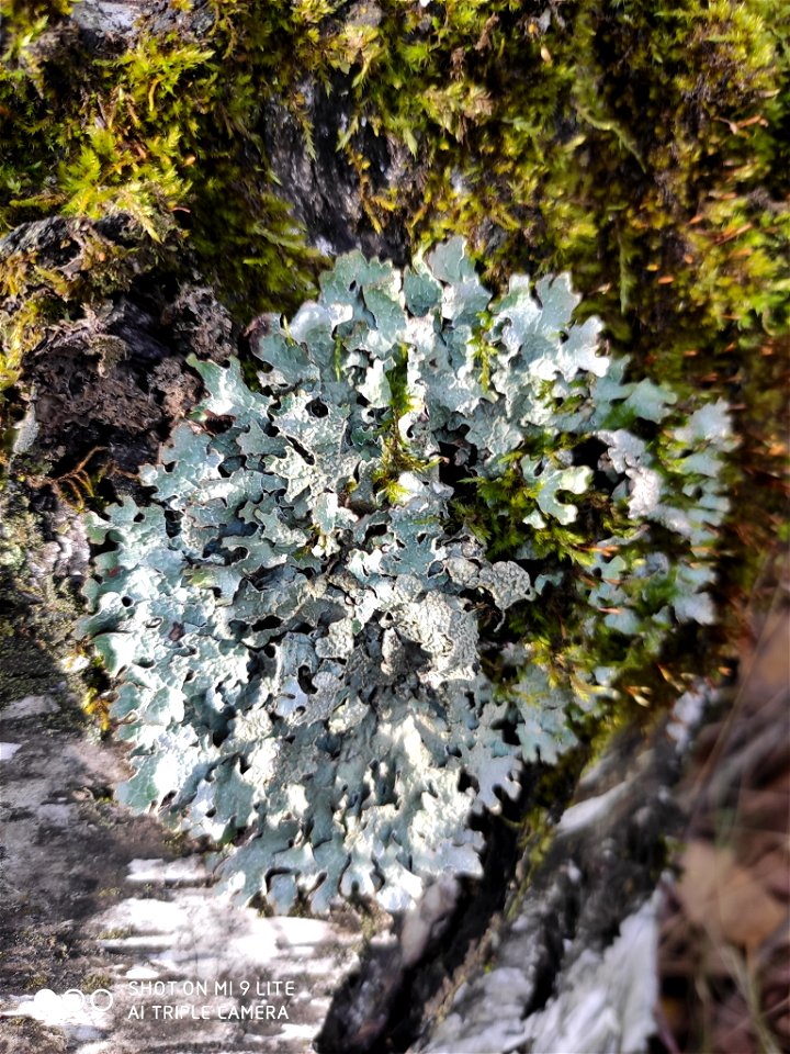 shield lichen (Parmelia sulcata)