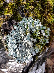 shield lichen (Parmelia sulcata) photo