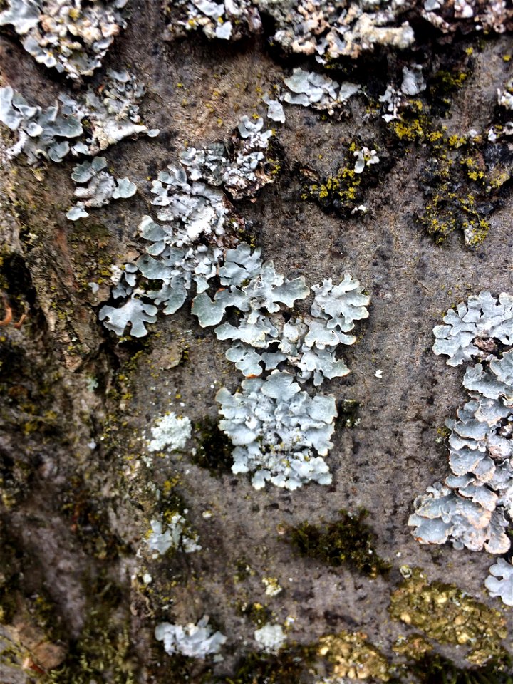 shield lichen (Parmelia sulcata)
