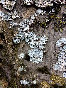 shield lichen (Parmelia sulcata) photo