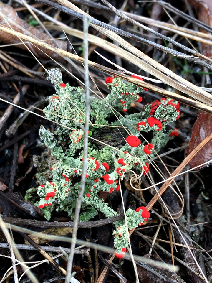 British soldier lichen (Cladonia cristatella) photo