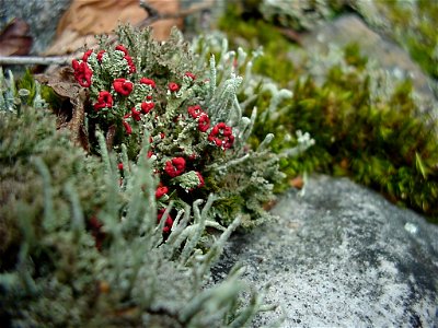 Cladonia cristatella (British soldier lichen) photo